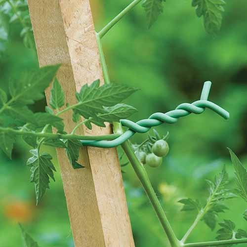 Sawn Pegs 4-Way Pointed Treated Green
